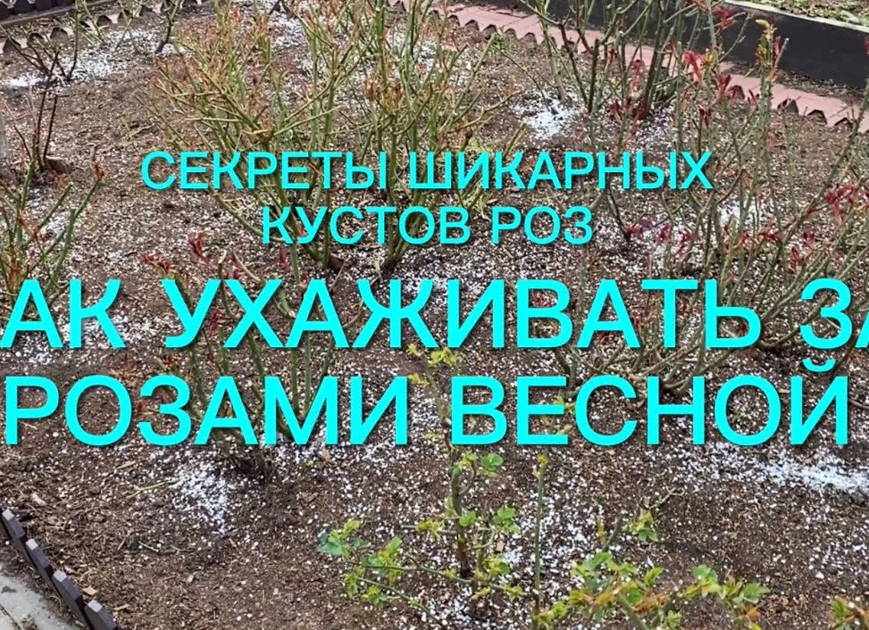 Как ухаживать за кустовой розой: секреты пышного цветения