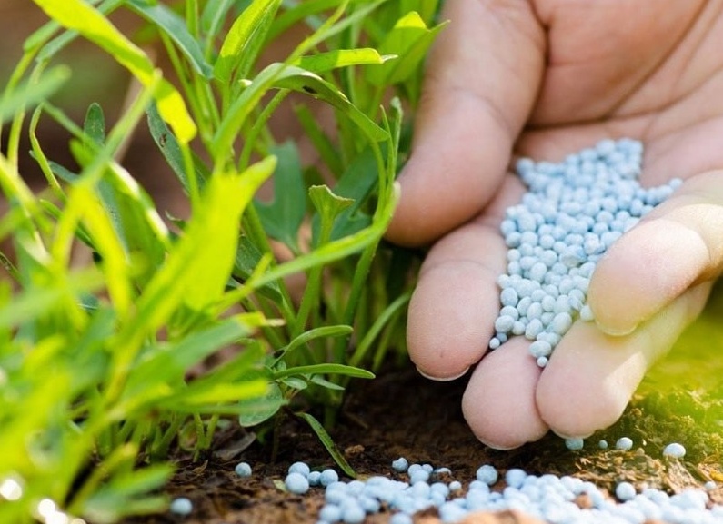 Как и чем удобрить растения в июне