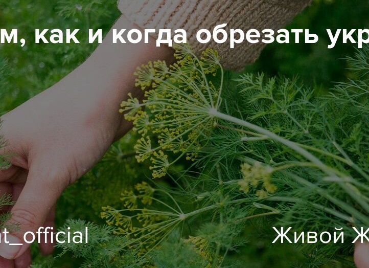 Зачем, как и когда обрезать укроп