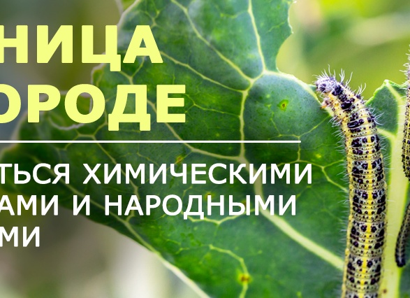 Как избавиться от гусениц в саду и огороде