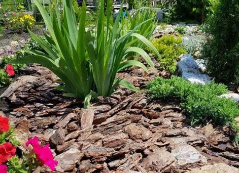 Использование чеснока в саду и огороде