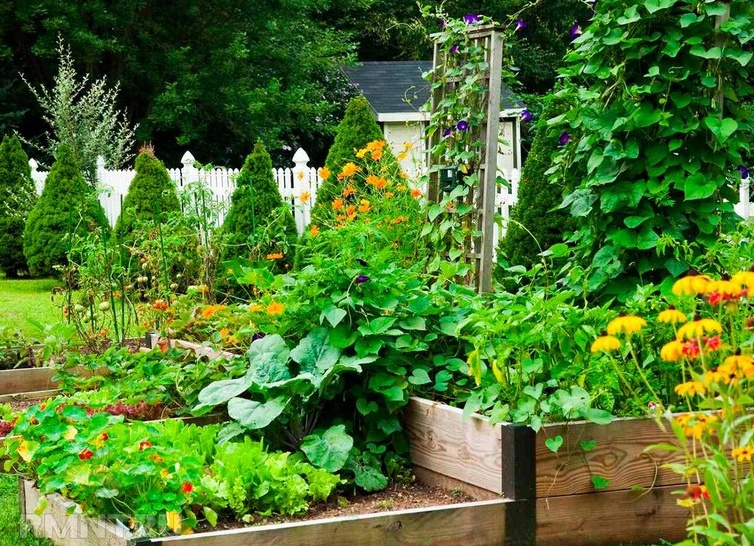 Что такое регенеративное садоводство и огородничество