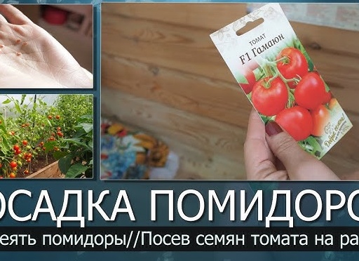 Посев семян томата с дальнейшей пикировкой. Хорошие урожайные семена